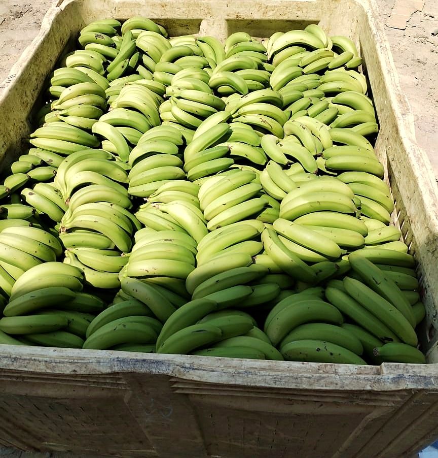 Bulk bin of green bananas