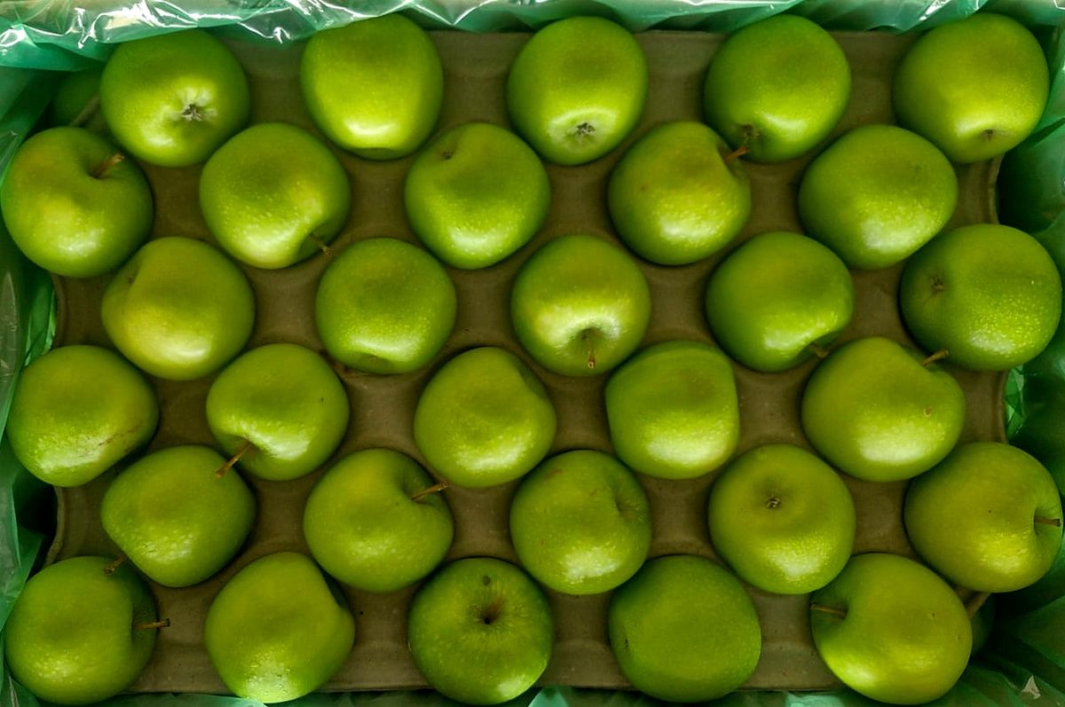 Tray of green Granny Smith apples