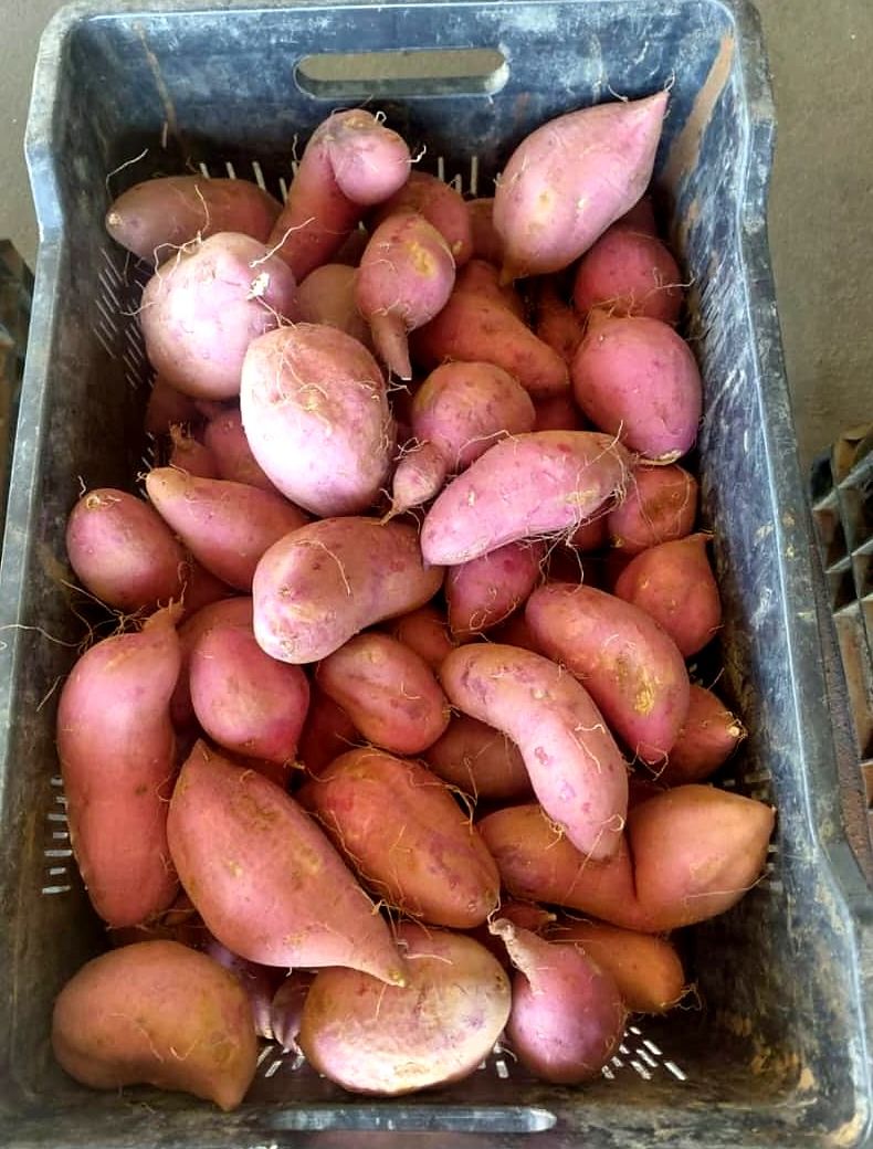 Crate of freshly harvested sweet potatoes