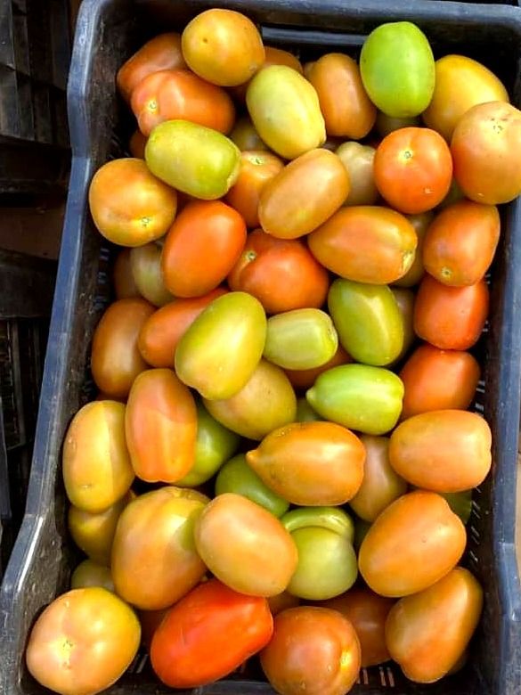 Crate of Roma tomatoes from a local farm